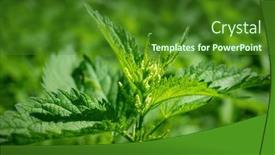  Presentation with nettle - Slide deck consisting of image-of-a-green-stinging background and a forest green colored foreground