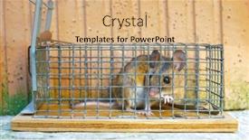  Presentation with alive - Slide deck enhanced with image-of-a-house-mouse background and a coral colored foreground