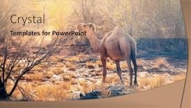  Presentation with australian outback - Cool new presentation with image-of-a-lonely-camel backdrop and a coral colored foreground