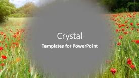  Presentation with poppy - PPT layouts consisting of image-of-a-macular-degeneration background and a gray colored foreground