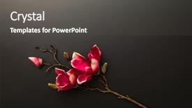  Presentation with magnolia - Amazing presentation design having image of a magnolia flowers backdrop and a dark gray colored foreground