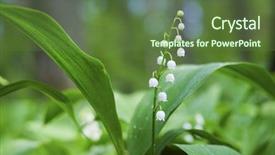  Presentation with lily - Colorful PPT theme enhanced with image of a may lily backdrop and a  colored foreground