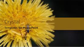  Presentation with dandelion - Colorful presentation design enhanced with image-of-a-musk-beetle backdrop and a  colored foreground