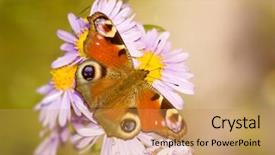  Presentation with image recognition for - Slides enhanced with image of a nice butterfly background and a yellow colored foreground