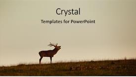  Presentation with whitetail deer - Colorful PPT theme enhanced with image of a nice deer backdrop and a soft green colored foreground