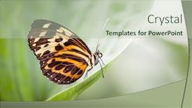  Presentation with butterfly - Slide set consisting of lacewing - image of a nice nymphalidae background and a soft green colored foreground