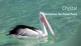  Presentation with australian - Slide deck with image of a nice pelican in the australian sea background and a ocean colored foreground
