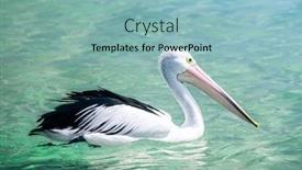  Presentation with australian - Audience pleasing PPT theme consisting of image of a nice pelican in the australian sea backdrop and a light blue colored foreground