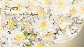  Presentation with white lotus flower - Audience pleasing PPT layouts consisting of image of a nice white backdrop and a lemonade colored foreground