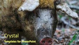  Presentation with pig - PPT theme having image-of-a-pig-close background and a wine colored foreground