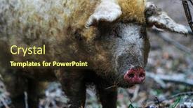  Presentation with pig - Audience pleasing slides consisting of image-of-a-pig-close backdrop and a tawny brown colored foreground