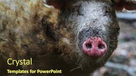  Presentation with pig - Theme featuring image-of-a-pig-close background and a tawny brown colored foreground
