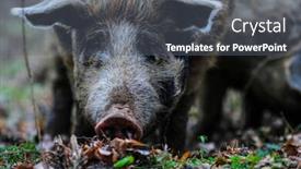  Presentation with pig - Slides enhanced with image-of-a-pig-close background and a gray colored foreground