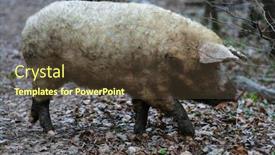  Presentation with pig - Amazing theme having image-of-a-pig-close backdrop and a tawny brown colored foreground