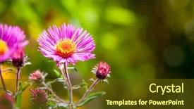  Presentation with pink 80s disco 3d - Beautiful presentation theme featuring image of a pink aster backdrop and a tawny brown colored foreground