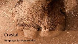  Presentation with foot raio x - Audience pleasing presentation theme consisting of image of a rhinoceros foot backdrop and a  colored foreground