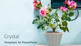  Presentation with growing - Cool new slide set with image of a rose growing in a pot on a windowsill backdrop and a sky blue colored foreground