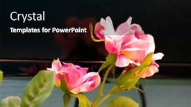  Presentation with growing - Amazing PPT theme having image of a rose growing backdrop and a black colored foreground
