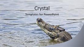  Presentation with crocodile - Colorful PPT layouts enhanced with image of a salt water backdrop and a lemonade colored foreground