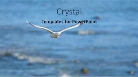 Presentation with seagull - Beautiful theme featuring image-of-a-seagull-flying backdrop and a light blue colored foreground
