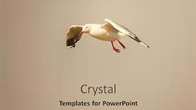  Presentation with seagull - Amazing slide set having image-of-a-seagull backdrop and a coral colored foreground