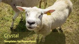  Presentation with sheep - Presentation theme consisting of image-of-a-sheep background and a tawny brown colored foreground