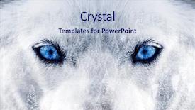  Presentation with siberian husky dog black - Cool new PPT theme with image of a siberian husky backdrop and a lemonade colored foreground