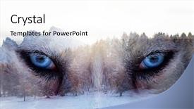  Presentation with pine - Slides having image of a siberian husky background and a white colored foreground