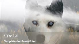  Presentation with siberian husky dog black - Slide set consisting of image of a siberian husky background and a gray colored foreground