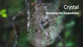  Presentation with spider web - Presentation theme consisting of image of a spider web background and a tawny brown colored foreground