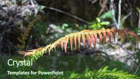  Presentation with fern - Presentation theme enhanced with image of a typical fern background and a tawny brown colored foreground