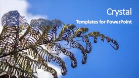  Presentation with fern - Audience pleasing presentation design consisting of image of a typical fern backdrop and a teal colored foreground
