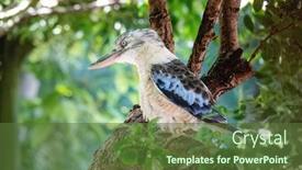  Presentation with bird - Slide set with image-of-a-typical-kookaburra background and a tawny brown colored foreground