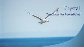  Presentation with seagull - Beautiful PPT theme featuring image-of-a-typical-seagull backdrop and a light blue colored foreground