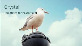  Presentation with seagull - Presentation theme enhanced with image-of-a-typical-seagull background and a light blue colored foreground