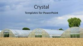  Presentation with wheat - Amazing presentation theme having image of a wheat field backdrop and a light blue colored foreground