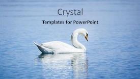  Presentation with swan ganz catheter - Cool new slide set with image-of-a-white-swan backdrop and a light blue colored foreground