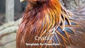  Presentation with hen - PPT theme having image-of-a-young-hen background and a tawny brown colored foreground