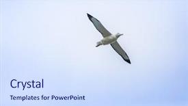  Presentation with maori new zealand native bush - Slide set consisting of image of an albatross bird background and a  colored foreground