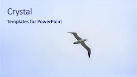  Presentation with new zealand silver fern black - Beautiful slide deck featuring image of an albatross bird backdrop and a  colored foreground