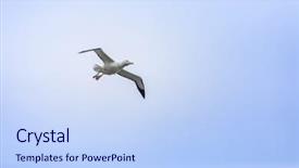  Presentation with new zealand - Presentation design consisting of image of an albatross bird background and a  colored foreground