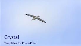  Presentation with new zealand - Beautiful PPT theme featuring image of an albatross bird backdrop and a  colored foreground