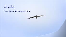  Presentation with maori new zealand native bush - Slide set consisting of image of an albatross bird background and a  colored foreground