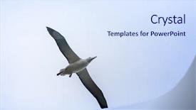  Presentation with maori new zealand native bush - Slide set featuring image of an albatross bird background and a  colored foreground