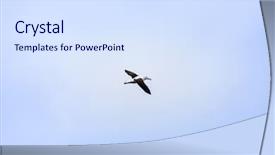  Presentation with new zealand - Cool new slide deck with image of an albatross bird backdrop and a  colored foreground