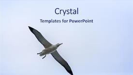  Presentation with maori new zealand native bush - PPT theme featuring image of an albatross bird background and a  colored foreground