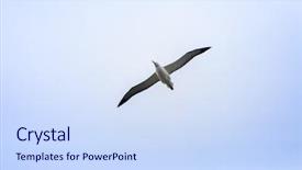  Presentation with maori new zealand native bush - Cool new PPT layouts with image of an albatross bird backdrop and a  colored foreground