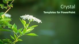  Presentation with space final frontier - Cool new slide deck with image of an elderflower backdrop and a tawny brown colored foreground