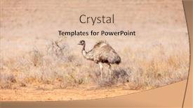  Presentation with australia - Amazing PPT theme having image of an emu bird in australia backdrop and a lemonade colored foreground