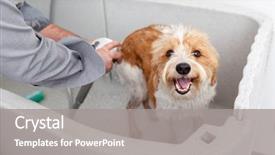  Presentation with dog baby cute child - Presentation theme featuring image of bathing a cute background and a gray colored foreground